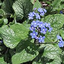 Brunnera macrophylla (brunnera wielkolistna)