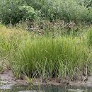 Butometum umbellati - szuwary łączenia baldaszkowatego