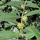 Buxus sempervirens (bukszpan wieczniezielony)