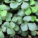 Cardamine trifolia (rzeżucha trójlistkowa)