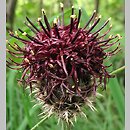 Centaurea kotschyana (chaber Kotschyego)