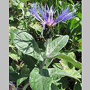 Centaurea mollis (chaber miękkowłosy)