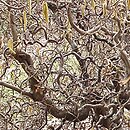 Corylus avellana Contorta