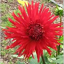 Dahlia hort. Apache