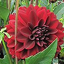 Dahlia hort. Kochelsee