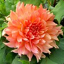 Dahlia hort. Traute