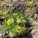 Draba aizoides (głodek mrzygłód)