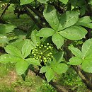 Eleutherococcus giraldii