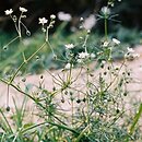 Spergula (sporek)