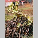 Helleborus foetidus (ciemiernik cuchnący)
