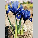 Iridodictyum (irysek)