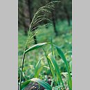 Milium effusum (prosownica rozpierzchła)