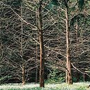 Metasequoia glyptostroboides (metasekwoja chińska)