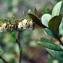 Chamaedaphne calyculata (chamedafne północna)