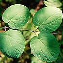 Cercidiphyllum japonicum (grujecznik dalekowschodni)