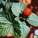 Potentilla indica (poziomkówka indyjska)