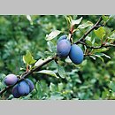 Prunus domestica (śliwa domowa)