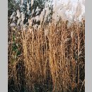 Miscanthus (miskant)