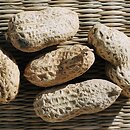 Arachis hypogaea (orzacha ziemna)