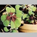 Oxalis tetraphylla (szczawik czterolistny)