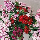 Dianthus barbatus ssp. barbatus (goździk brodaty)
