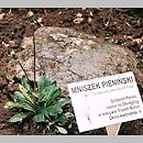 Taraxacum sect. Erythrocarpa