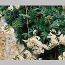 Astragalus australis (traganek jasny)
