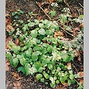 Valeriana tripteris (kozłek trójlistkowy)