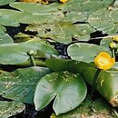 Nuphar (grążel)