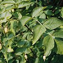Staphylea (kłokoczka)
