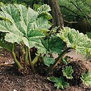 Gunnera manicata (gunnera olbrzymia)