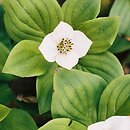 Cornus canadensis (dereń kanadyjski)