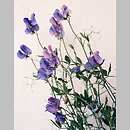 Lathyrus odoratus (groszek pachnący)