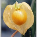 Physalis (miechunka)