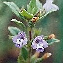 Clinopodium acinos (czyścica drobnokwiatowa)