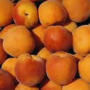 Armeniaca vulgaris (morela pospolita)