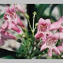 Penstemon barbatus (penstemon bródkowy)