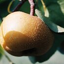 Pyrus pyrifolia (grusza piaskowa)