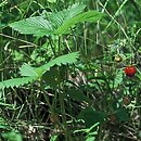 Fragaria (poziomka)