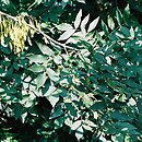 Fraxinus excelsior (jesion wyniosły)