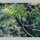 Fraxinus (jesion)