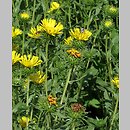 Grindelia (doględka)
