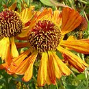Helenium Riverton Gem