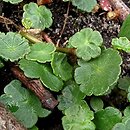 Hydrocotyle vulgaris (wąkrota zwyczajna)