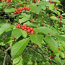 Ilex laevigata (ostrokrzew lśniący)