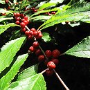 Ilex verticillata (ostrokrzew okółkowy)