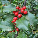 Ilex (ostrokrzew)