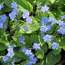 Omphalodes verna (ułudka wiosenna)