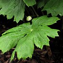 Podophyllum (stopowiec)