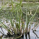 Sagittaria (strzałka)